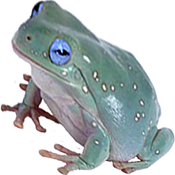 Blue-Eyed Snowflake